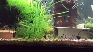 Aquarium Science: Basic Biology and Chemistry