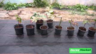 Агроткань для мульчирования почвы Agreen