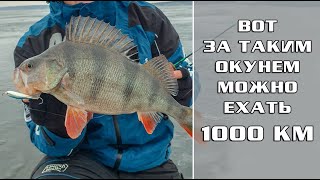 Вот за таким ОКУНЕМ можно ехать 1000км!  Первый лёд 19-20 на ВОЛГЕ! / Куйбышевское водохранилище!