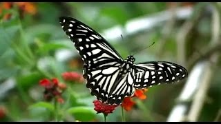 Vibha Seeds Corporate Film |Scintilla Kreations| Corporate Film Making Company | Corporate Videos