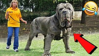 СМЕШНЫЕ ЖИВОТНЫЕ 2020 / ПРИКОЛЫ КОТЫ СОБАКИ, ЛУЧШИЕ ПРИКОЛЫ с Кошками и Собаками Funny Cats