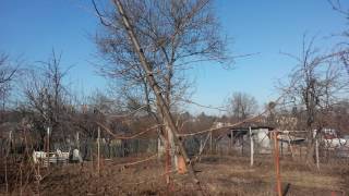 ФУНДУК ОТВОДКИ 2017 | ПРОДАМ САЖЕНЦЫ ФУНДУКА | НЕ ПРИХОТЛИВЫЙ ФУНДУК