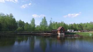 Дикий Карп
