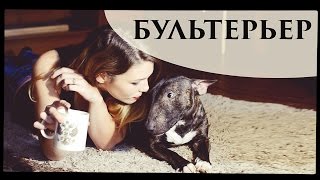 БУЛЬТЕРЬЕР | СОБАКА УБИЙЦА ИЛИ ЛУЧШИЙ ДРУГ?