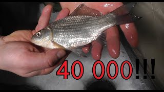 КАТАСТРОФА, 40 000 рублей за рыбалку на карася