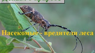 Насекомые вредители леса ❦ Жуки ❦ Игры для детей ❤