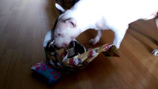 Tyson bull terrier abre sus regalos de Reyes 2017