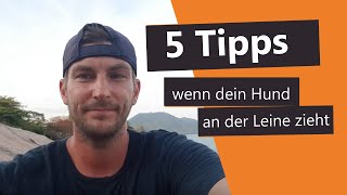 Hund zieht stark an der Leine: 5 Tipps wenn dein Hund heftig an der Leine zieht