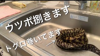【生きたウツボ】料理して嫁に食べさせたら、想像以上の反応にww