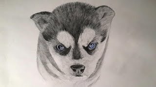 Как нарисовать собаку / Рисую щенка хаски