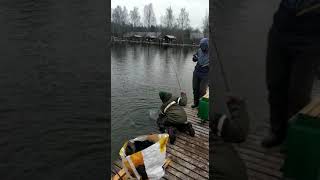 Вываживание форели с удилищем Kola Salmon Trout Sensor 66L/2 0.15-7 Trout Zone Edition