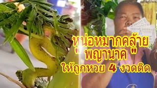 หวย 17/1/63 หน่อหมากคล้าย " พญานาค "  ให้ถูกหวยมาแล้ว 4 งวดติด...
