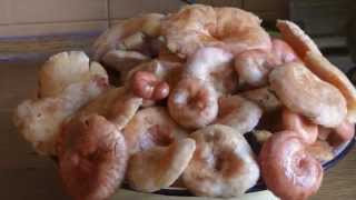 Маринованные волнушки
