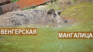 Свиньи породы венгерская мангалица в хозяйстве Синеморцо