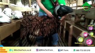 Harga Domba Kurban, WA 0857 7333 3210, Mitra Tani Farm, {{ FREE ONGKIR }}