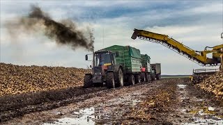 MTZ 1025.2; John Deere 6100RC, 6930P, 6920S, Case IH Maxxum , Ropa (Cukorrépa szállítás)