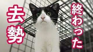 「保護猫ケンちゃん♡」去勢手術の後…再び抜け毛！？【捨てネコ〜譲渡会に向けて】Cat Life Videos　- Feral cat rescue.