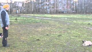 дрессировка мопсов в городе Иваново DSCN1640