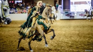 Arabian Horse Show Noobs