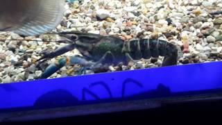Рак красноклешневый (Cherax quadricarinatus)