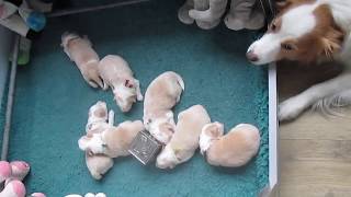 A-nest 1 week puppy filmpje 3 Febr. 2020