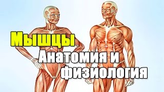 МЫШЦЫ.  Все что нужно знать о мышцах для тренировки.