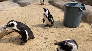 Home Safari ZooFari Edition – African Penguin – Cincinnati Zoo