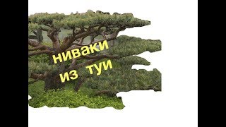 Ниваки из туи.