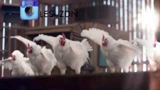 ZOBA DU NET- MATUIDI CHARO REMIX POULET- NISKA
