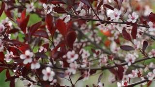 Free HD Stock Footage. Nature. Spring tree blossoms in wind. Футаж. Весеннее дерево цветет.