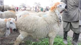 chatro ka rate mandi shahpur by nawaz bakra mandi 2020