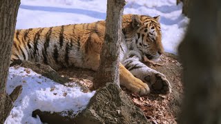 Фильм «Амурский тигр. Путь к священной горе»
