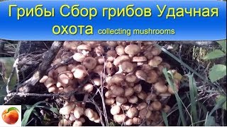 Грибы Сбор грибов Удачная охота Collecting mushrooms Осенние грибы Опята Лисички Лес Осень