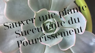 Comment sauver une plante succulente qui commence à pourrir?Revue Plantes Succulentes #12
