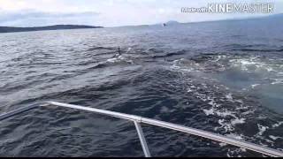 Bc moorage protest gabriola killer whales
