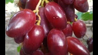 Дубовский Розовый на прививке