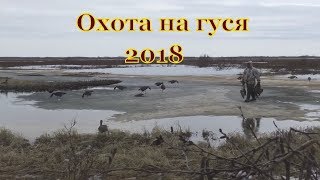 ОХОТА НА ГУСЯ 2018. Весна Одиночки и двоечки.