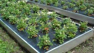 Лучшие грядки для клубники. Новые идеи огородников. Beds for strawberries.