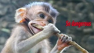 Oh no so dangerous baby Daniela don't play that / Monkey Post