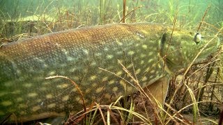 Fishing: a huge monster pike underwater. Рыбалка: щука монстр, подводная съёмка. Muskie snoek gädda.