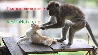 Пьяные дикие животные в Африке и забродившие плоды дерева марула