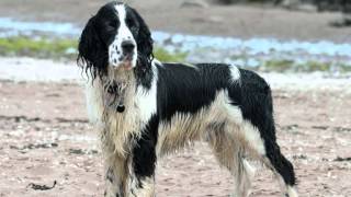 Все породы собак.Английский спрингер спаниель (English Springer Spaniel)
