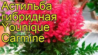 Астильба гибридная Уник кармин. Краткий обзор, описание astilbe hibrida Younique Carmine