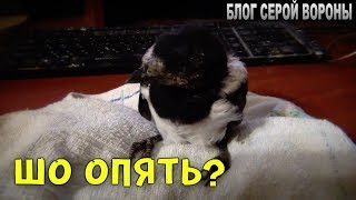 Птенец сороки  Очень плох