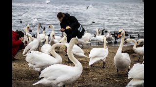 "ПТИЧИЙ БАЗАР"@ ЛИДСКОЕ ОЗЕРО ПЛЯЖ#ЛЕБЕДИ УТКИ ГУЛЯЮТ ПО ПЛЯЖУ НА РАДОСТЬ ДЕТЯМ И ВЗРОСЛЫМ)