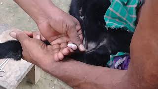 দেখুন কিভাবে সুন্নতে খাৎনা দেওয়া হয় অন্য প্রাণী দের!!!!!