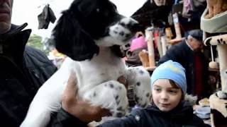МЫ КУПИЛИ СОБАКУ!! РУССКИЙ ОХОТНИЧИЙ СПАНИЕЛЬ