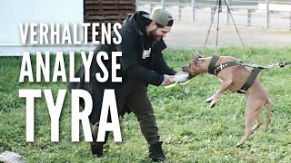 Verhaltensanalyse AmStaff Tyra - Wer ist Tyra wirklich? Resozialisierung by Vitomalia Teil 5
