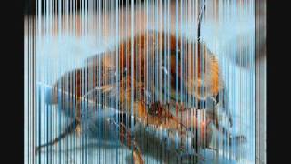 el zumbido de la abeja