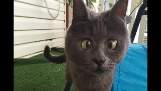 余命6ヶ月を宣告された子猫の成長する姿に驚き！